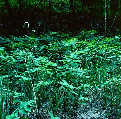Landing Pads in the Forest