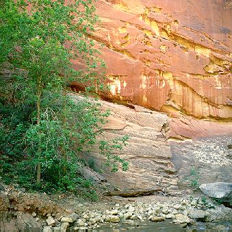 Narrows Tree and Cliff