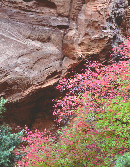 Refrigerator Canyon still life