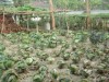 The vegetable garden produces a lot of cabbage