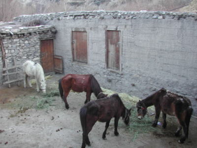 Horses resting for the day.