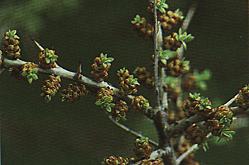 mannelijke bloeiwijze