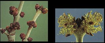 mannelijke bloeiwijze        vrouwelijke bloeiwijze