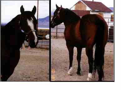 CLICK HERE FOR PEDIGREE