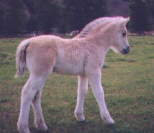 vauvatahti.jpg (19812 bytes)