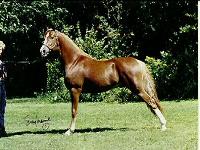 click here to see Ruddell's Flash