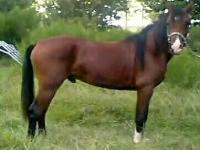 click here to see Laurance De Arabia