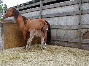 Mystery On Ice, bay arabian mare