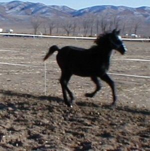 El Blacks Punky's Shadow, black (graying) Morgan colt