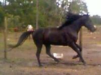 click here to see Ruddell's Shadow