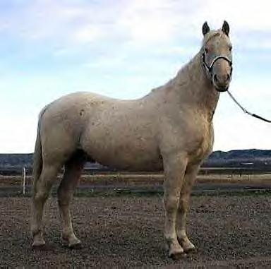 click here to see TruWest Shotta Starlight - creamello stallion