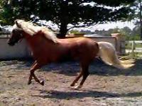 click here to see Mid Eden Vasper