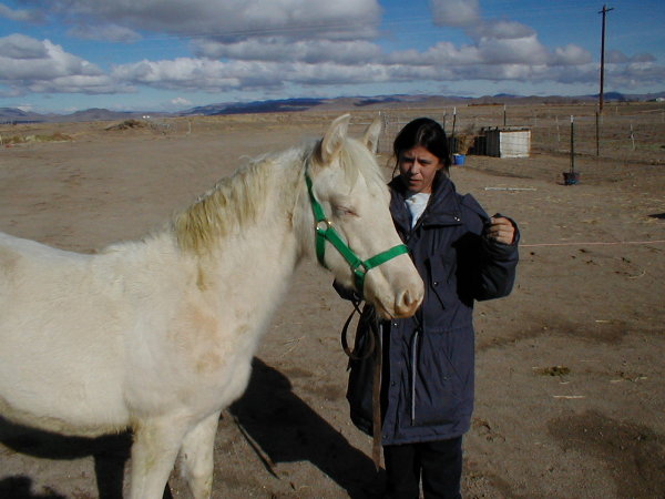 click to see White Knight - creamello stallion