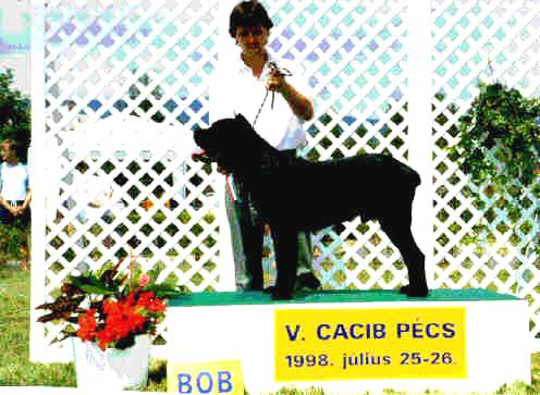 Cane Corso - Best of Show