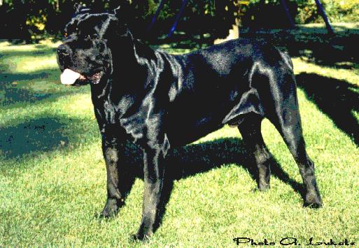 Cane Corso image