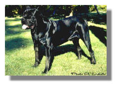 Cane Corso thumbnail