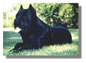 Cane Corso thumbnail
