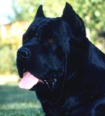 Cane Corso image