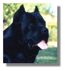 Cane Corso thumbnail