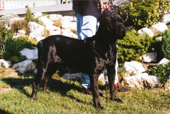 Cane Corso image