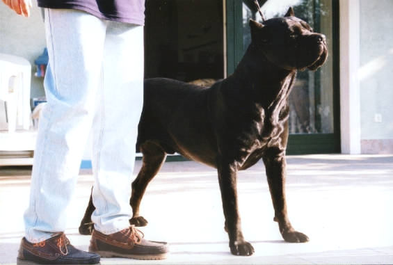 Cane Corso image
