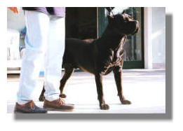 Cane Corso thumbnail