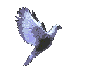 [flying dove]