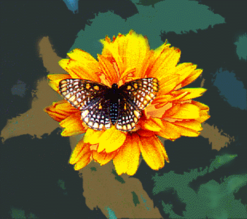 bfly1.GIF (51516 bytes)