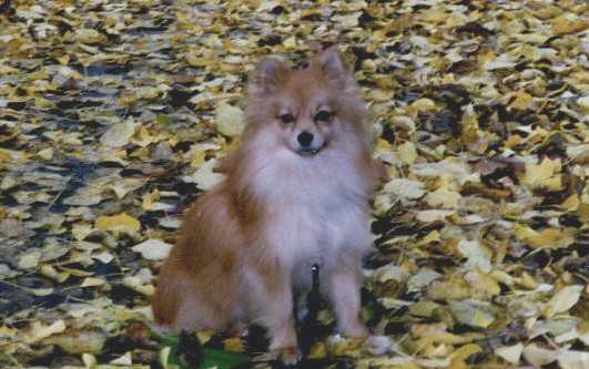 Our beautiful boy Cosmo in the leaves.  We miss you and love you so much!