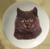 CERAMIC CABINET KNOB pulls CATS KITTEN blue russian