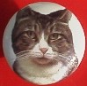 CERAMIC CABINET KNOB pulls CATS KITTEN TABBY 