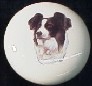 cabinet knob border collie