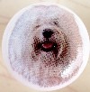 ceramic cabinet knob Havenese Terrier