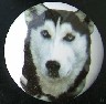 ceramic cabinet knob siberian husky