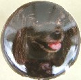 Cabinet Knob Toy Poodle