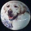 ceramic cabinet knob yellow labrador retriever