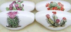 Drawer Pulls Cactus flower