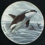 CERAMIC CABINET KNOB SALT WATER  FISH ORCA WHALE WILLIE available at mariansceramics.com