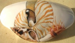 Drawer Pull Sea Shell available at mariansceramics.com