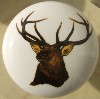 Cabinet Knob Wildlife elk