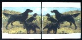 Gordon Setters Ceramic tile Mural<font size="3"><b> </b></font>