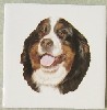 Ceramic Tile Bernese Mt Dog