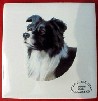 Ceramic Tile Border Collie