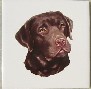 Chocolate Labrador Ceramic Tile