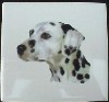 Dalmation Ceramic Tile