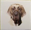 Ceramic Tile Great Dane