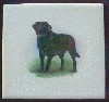 Irish & Gordon Setters Ceramic Tile