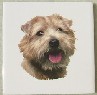 Norfolk Terrier Ceramic Tile