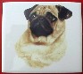 Pug Ceramic Tile