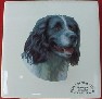 Springer Spaniel  Ceramic Tile